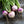Load image into Gallery viewer, Turnip Seeds Purple Top White
