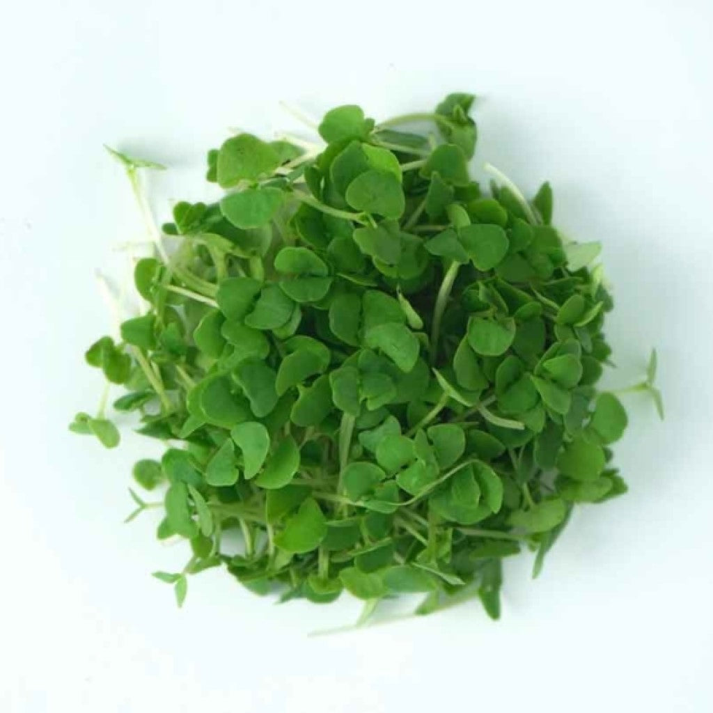 Basil Green Kitchen Garden Seeds Urja Seeds