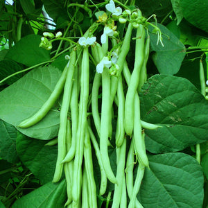 Beans  Seeds Chanda (Bush Beans)