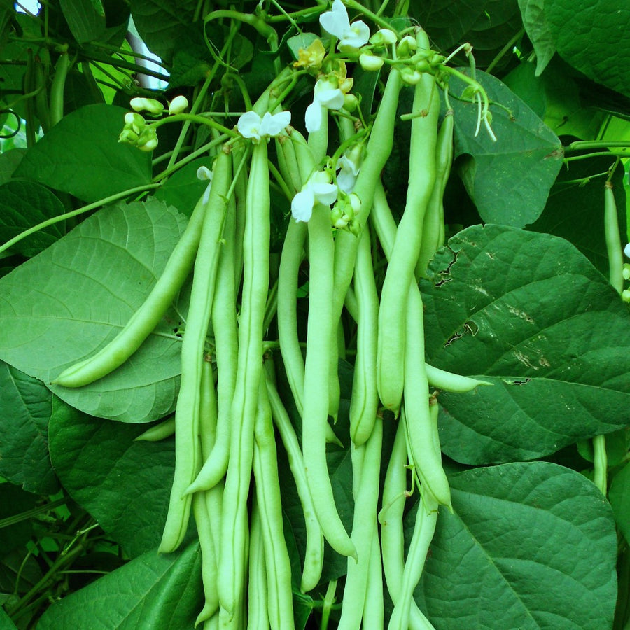 Buy Bush [Chanda] Beans Seeds Online in India | Urja Seeds