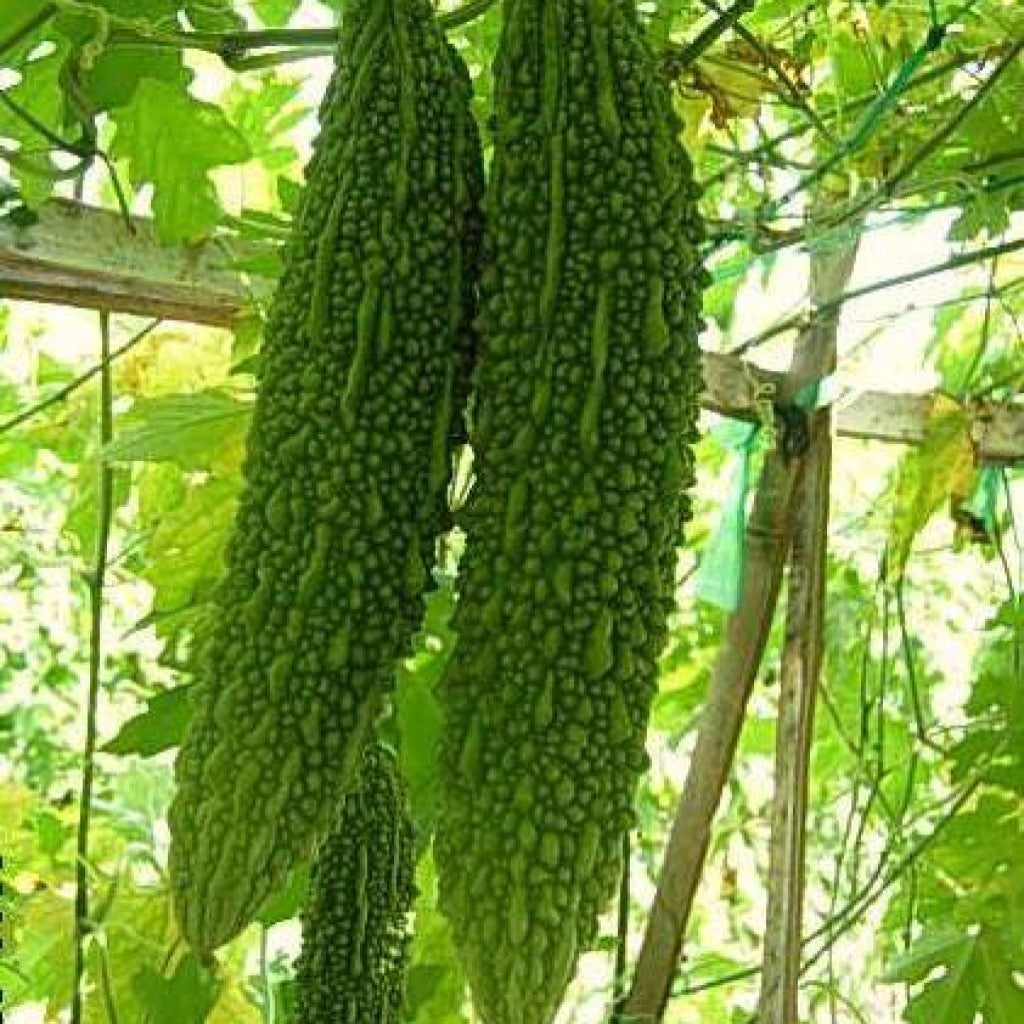 Buy Bitter Gourd F1 Hybrid US555 Seeds Online in India Urja Seeds