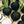 Load image into Gallery viewer, Radish Seeds Black Round-Kitchen Garden Packing
