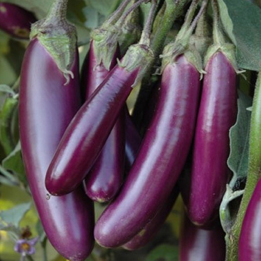 Brinjal Seeds PUSA Purple Long (PPL)