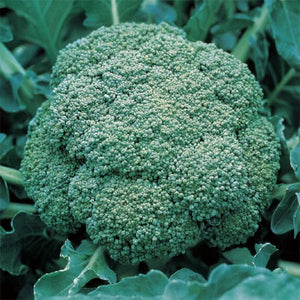 Broccoli Seeds-Green Sprouting
