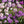 Load image into Gallery viewer, Candytuft Fairy Mixed - Flower Seeds

