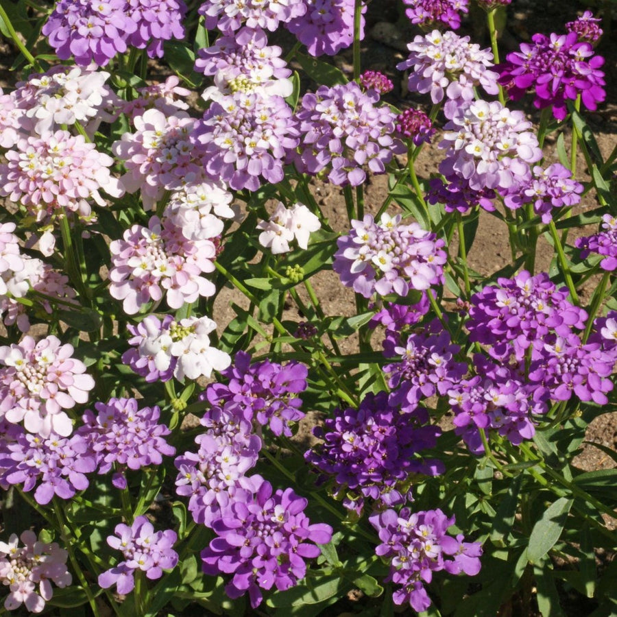 Candytuft Fairy Mixed - Flower Seeds