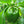 Load image into Gallery viewer, Capsicum Seeds California Wonder
