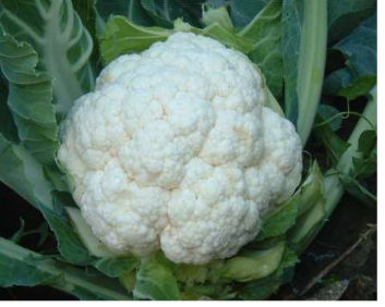 Cauliflower Seeds Amex