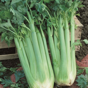 Celery Self Blanching