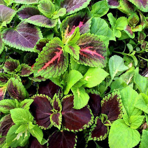 Coleus Rainbow Mixed Flower Seeds