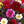 Load image into Gallery viewer, Dahlia Tall Star Mixed - Flower Seeds
