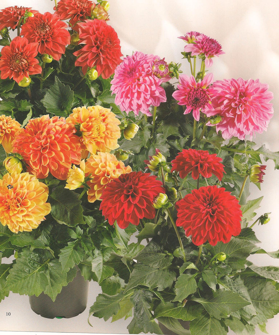 dahlia seeds india Buy Dahlia Dwarf Red Skin Mixed Flower Seeds Online @Best Price
