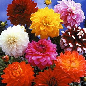 Dahlia Double Mixed - Flower Seeds