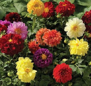 Dahlia Double Mixed - Flower Seeds