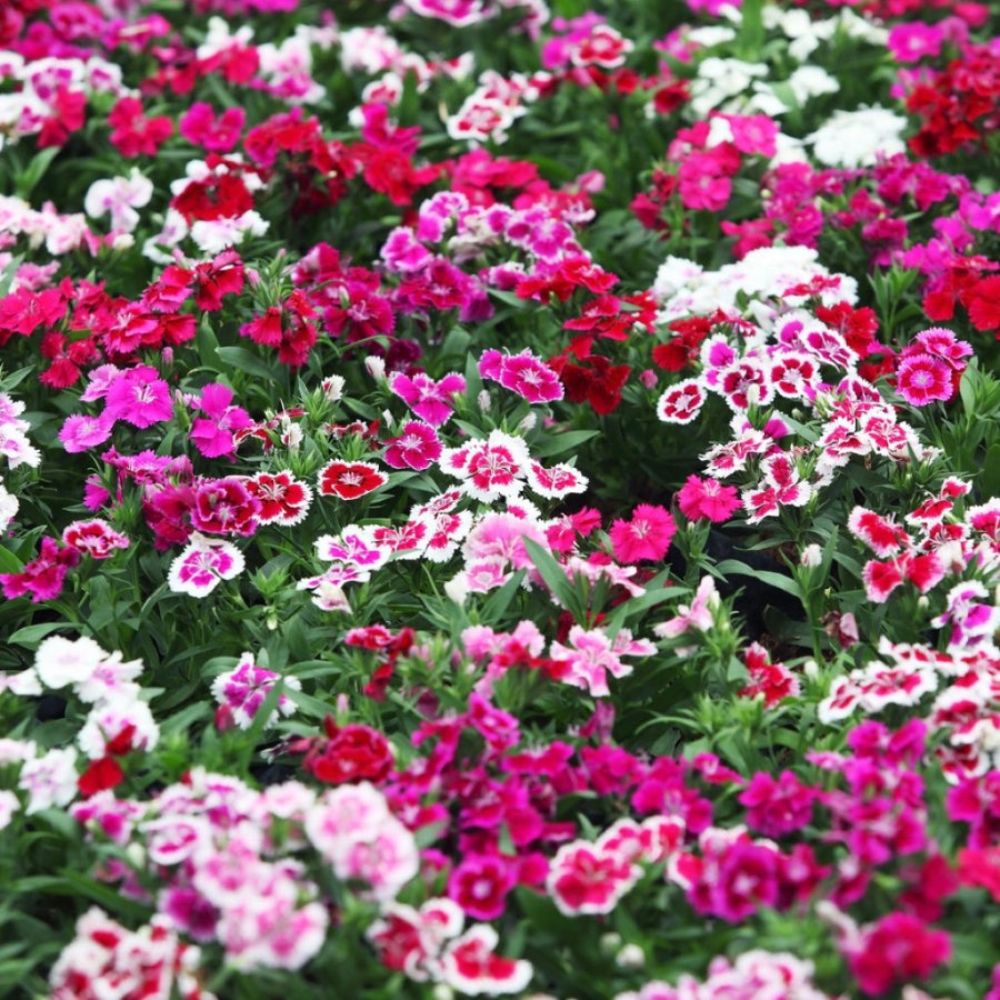 Dianthus F-1 Grace Double Fld Mixed (Hybrid) - Flower Seeds