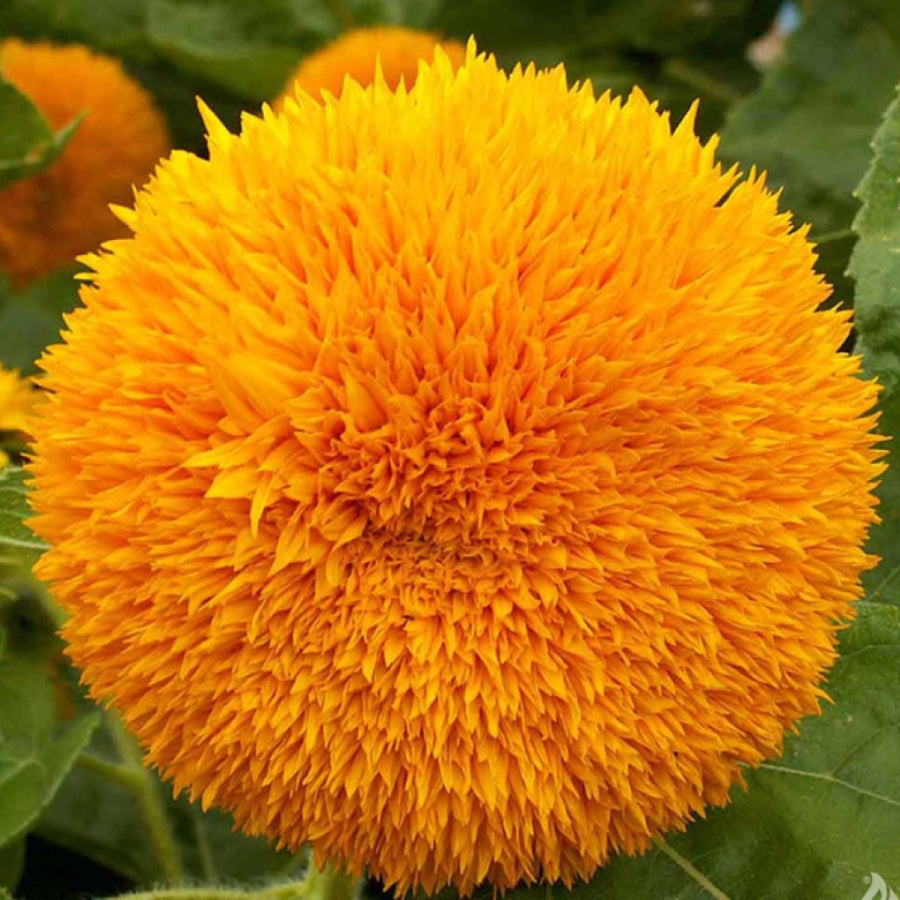 Sunflower DBL Orange - Flower Seeds