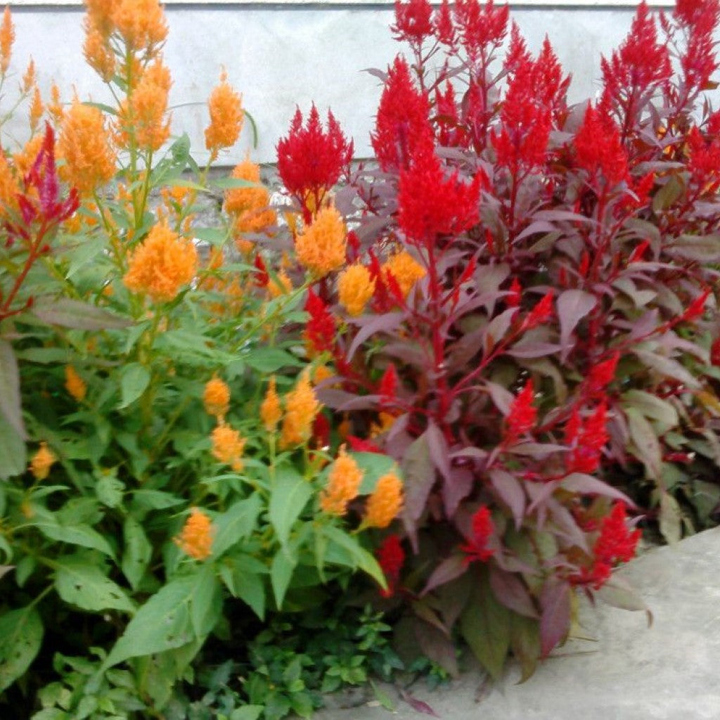 Celosia Plumosa Pampus Mixed