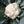 Load image into Gallery viewer, Cauliflower Seeds  F-1 Hybrid Agri 2
