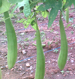 Sponge Gourd Seeds F-1 Hybrid US-301 (Light Green)