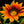 Load image into Gallery viewer, Gazania Sunshine - Flower seeds
