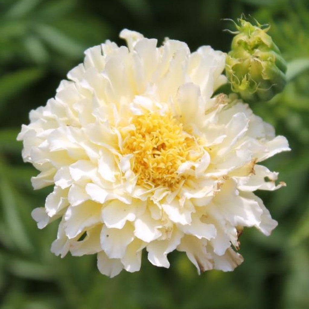 white marigold seeds in india Shop Kilimanjaro White Marigold flower seeds Online