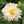 Load image into Gallery viewer, Marigold Kilimanjaro White - Flower Seeds
