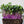 Load image into Gallery viewer, Red Cabbage - Micro green Seeds
