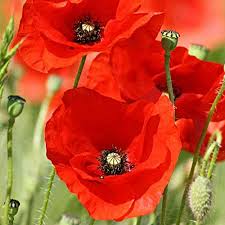 Poppy Red Indian - Flower Seeds