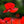 Load image into Gallery viewer, Poppy Red Indian - Flower Seeds
