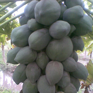 Papaya Seeds (Madhuri)