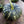 Load image into Gallery viewer, Pumpkin Seeds F-1 Hybrid US-64 (Small)
