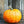 Load image into Gallery viewer, Pumpkin Seeds  Connecticut -Kitchen Garden Packing
