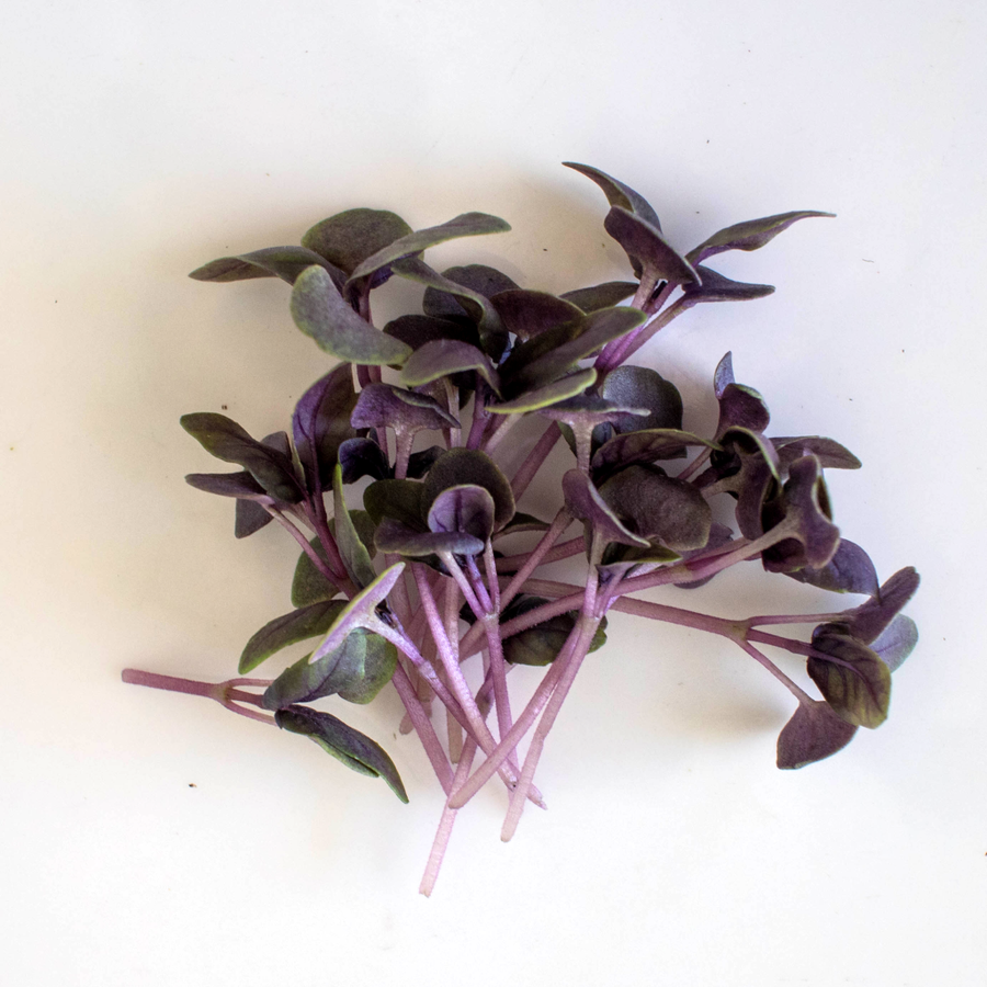 Basil (Dark Opal - Purple) - Micro green Seeds
