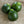 Load image into Gallery viewer, Summer Squash Seeds (Chappan Kaddu) F-1 Hybrid US-14215 (Dark Green)
