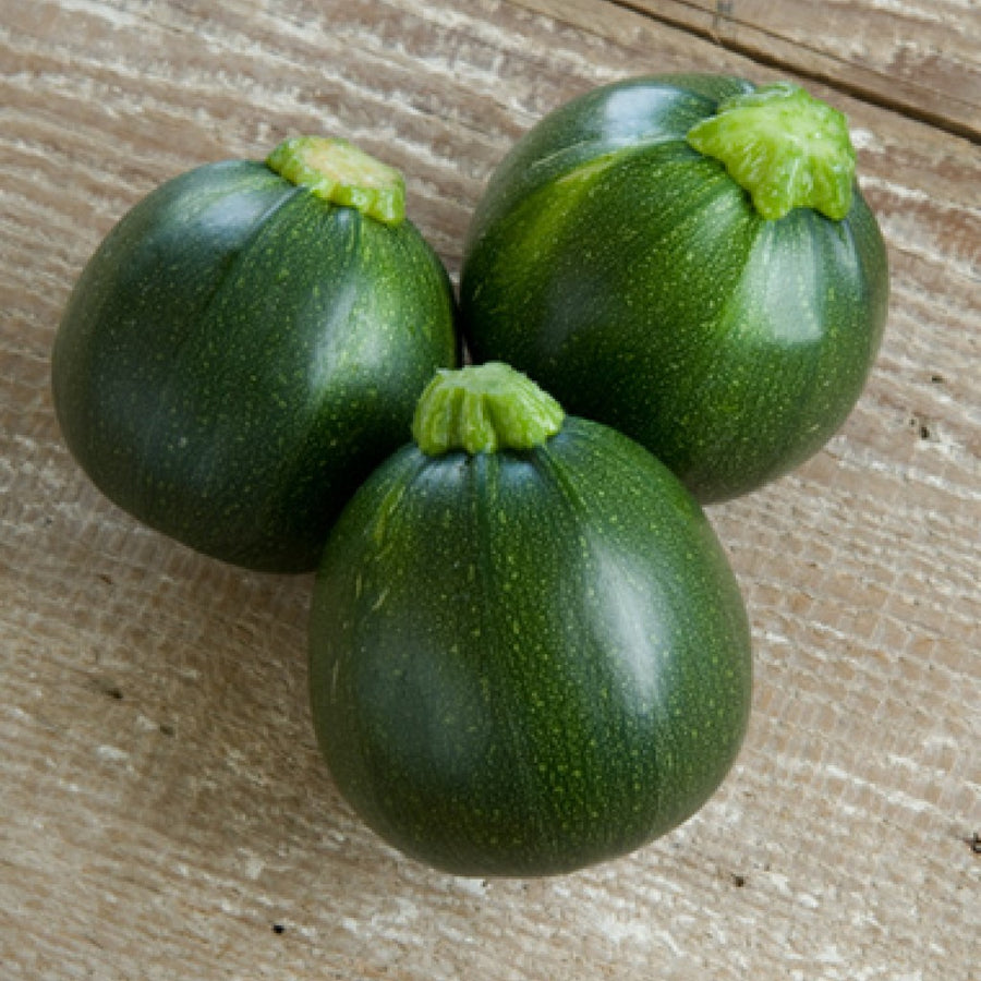 Summer Squash Seeds (Chappan Kaddu) F-1 Hybrid US-14215 (Dark Green)