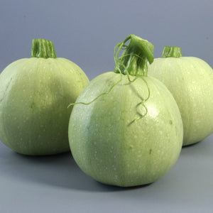 Summer Squash Seeds (Chappan Kaddu) F-1 Hybrid US-211 (Light Green)