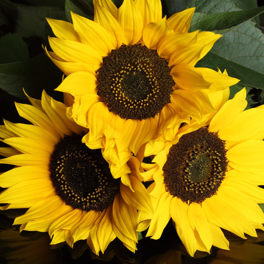 Sunflower Yellow - Flower Seeds