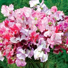 Sweet Pea Mixed- Flower Seed