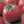 Load image into Gallery viewer, Tomato Seeds US-22 (Determinate)
