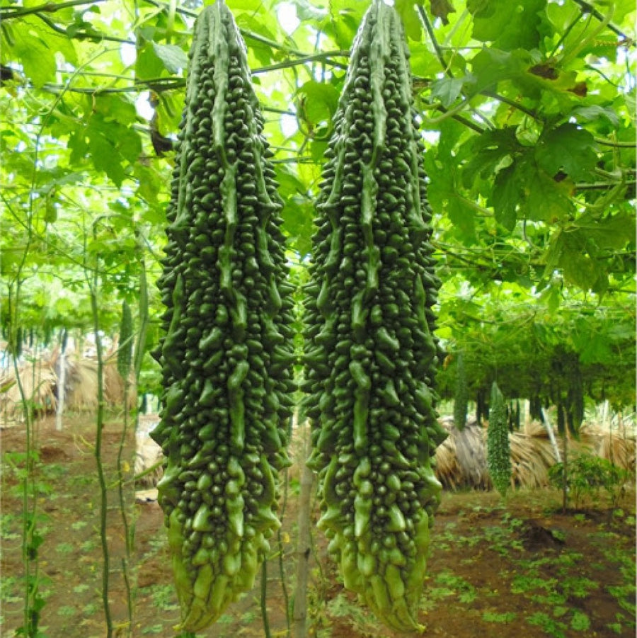karela plant from seed Bitter Gourd Seeds Jhalri Supreme – Urja Seeds