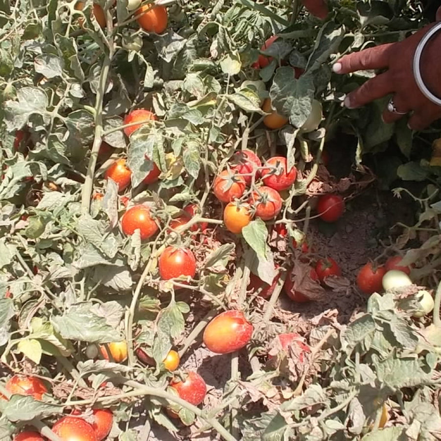 Tomato Seeds F-1 Hybrid Vaibhav (Semi-determinate)