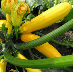 Zucchini Seeds F-1 Hybrid Yellow Beauty