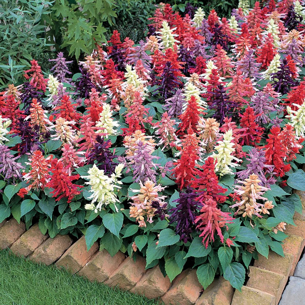Salvia Dwarf Reddy Formula Mixed (Hybrid)