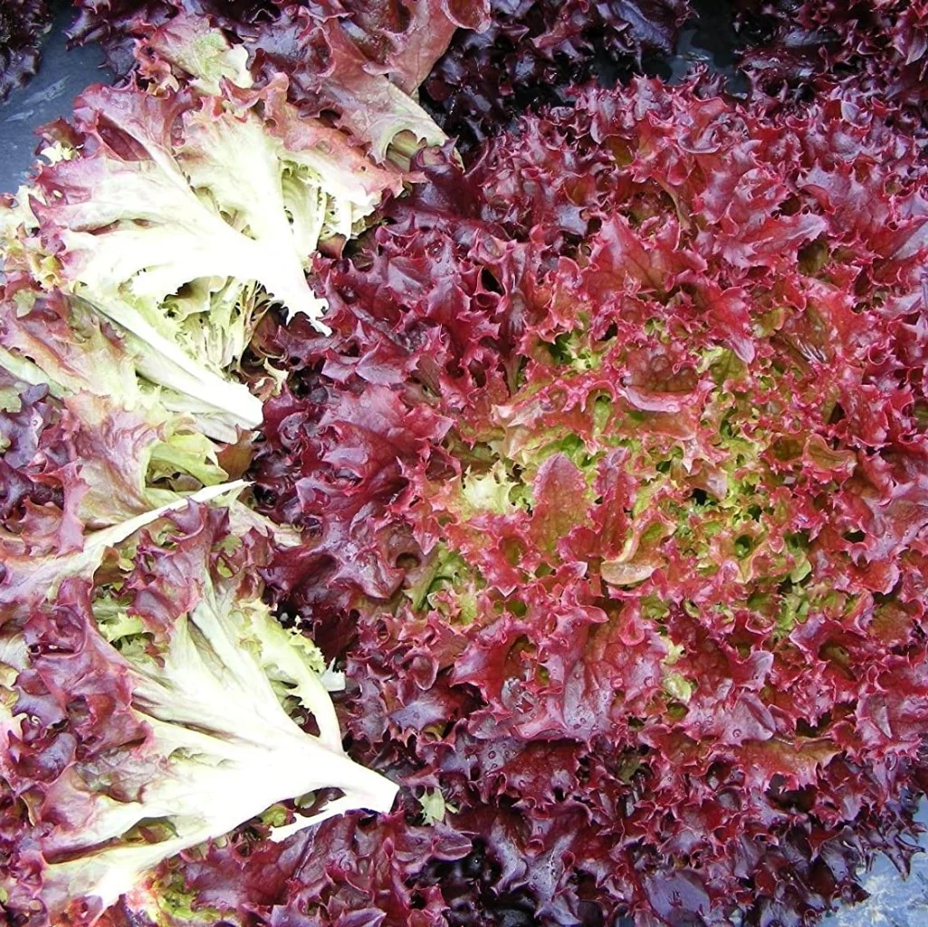 Lettuce Lolla Red - Vegetable Seeds - Image 3