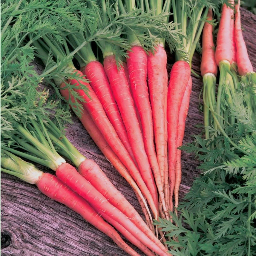 Carrot Seeds Lalima - Image 3