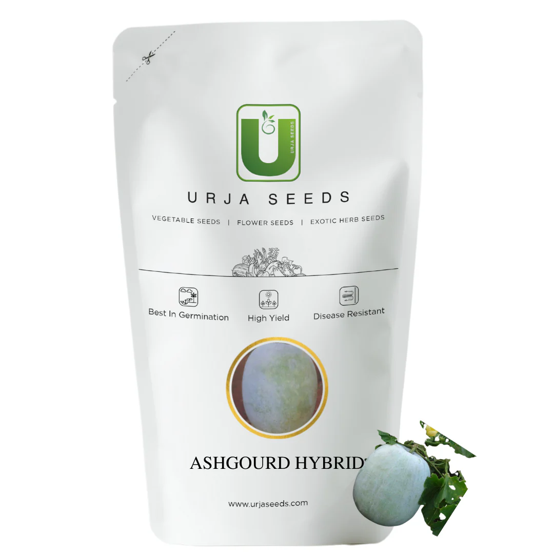 Ash Gourd Seeds F-1 Hybrid US 102 - Image 3
