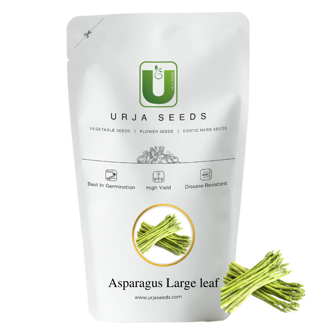 Asparagus Seeds Large Leaf - Image 2