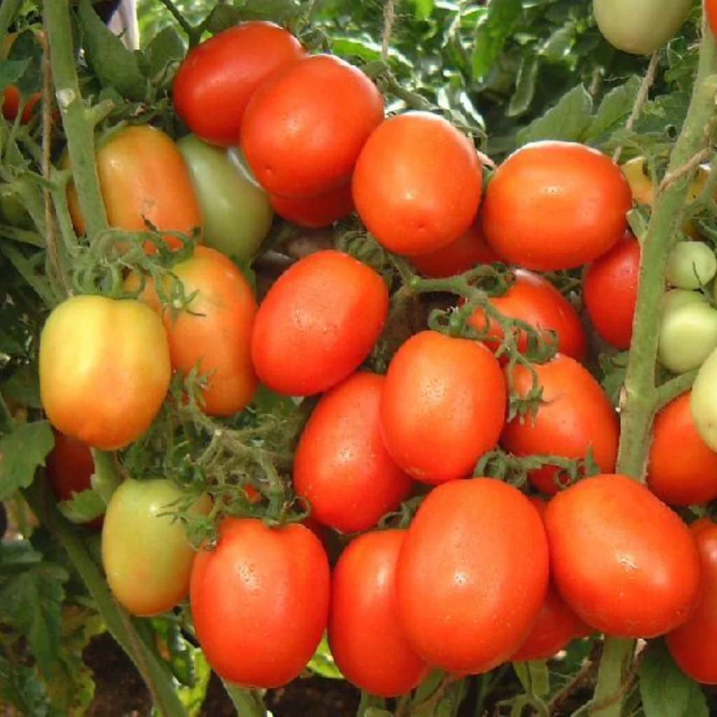 Tomato Seeds F-1 Hybrid US-99 (Indeterminate) - Image 2
