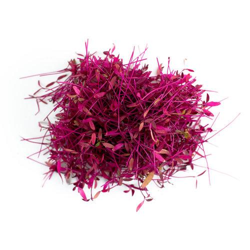 Amaranthus Red Garnet Micro green Seeds
