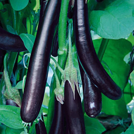 Brinjal Seeds F-1 Hybrid US-5253 (Long Purple) - Image 3